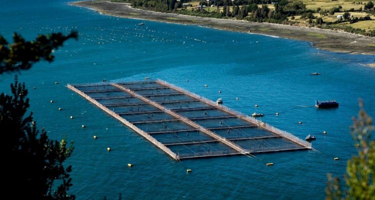 Estudio analiza crisis ISAV en Chile desde enfoque One Health