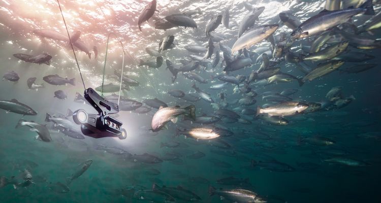 Aquabyte incorpora a Vitruvian Partners como socio mayoritario