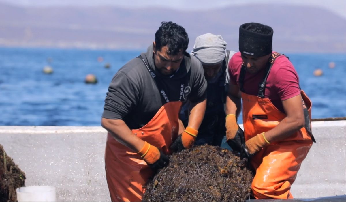 AquaPacífico impulsa soluciones tecnológicas para la acuicultura de pequeña escala