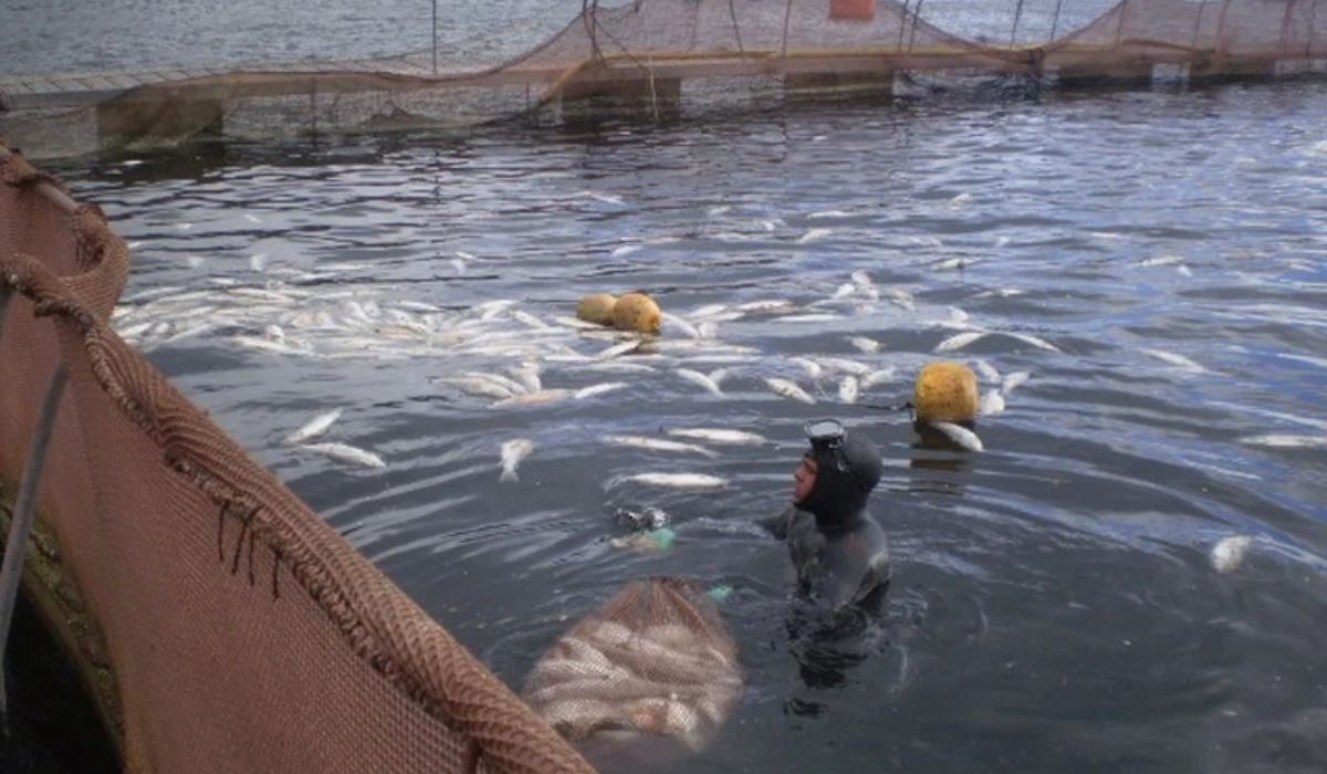 Investigan fallecimiento de buzo en centro de cultivo en Aysén