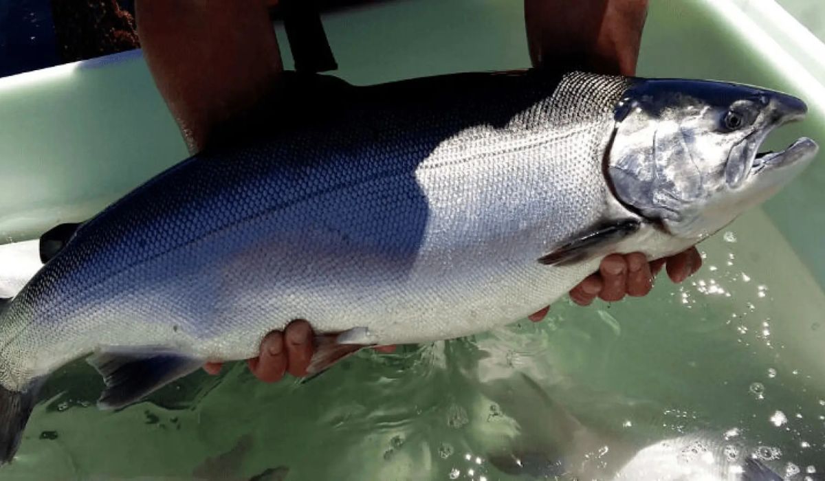 El mercado del Coho muestra señales de cambio en su lógica de desempeño