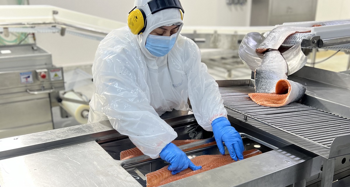 INE da a conocer cifras de exportaciones salmoneras en la Región de Los Lagos