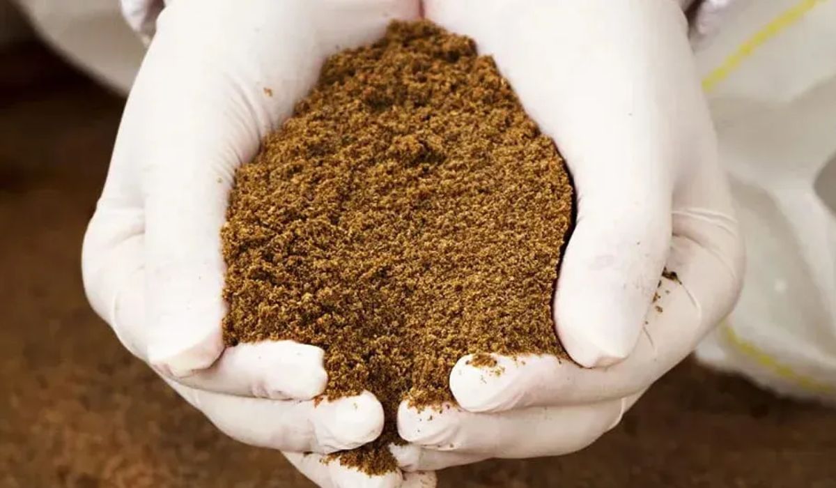 Harina de mosca Soldado Negro al 8% se asocia a bienestar en alevines de salmón