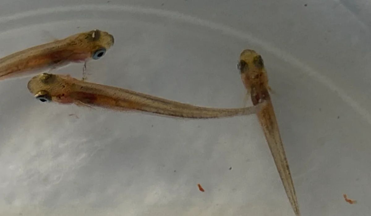 UCN desarrolla prototipo RAS para cultivo de reproductores de pejerrey