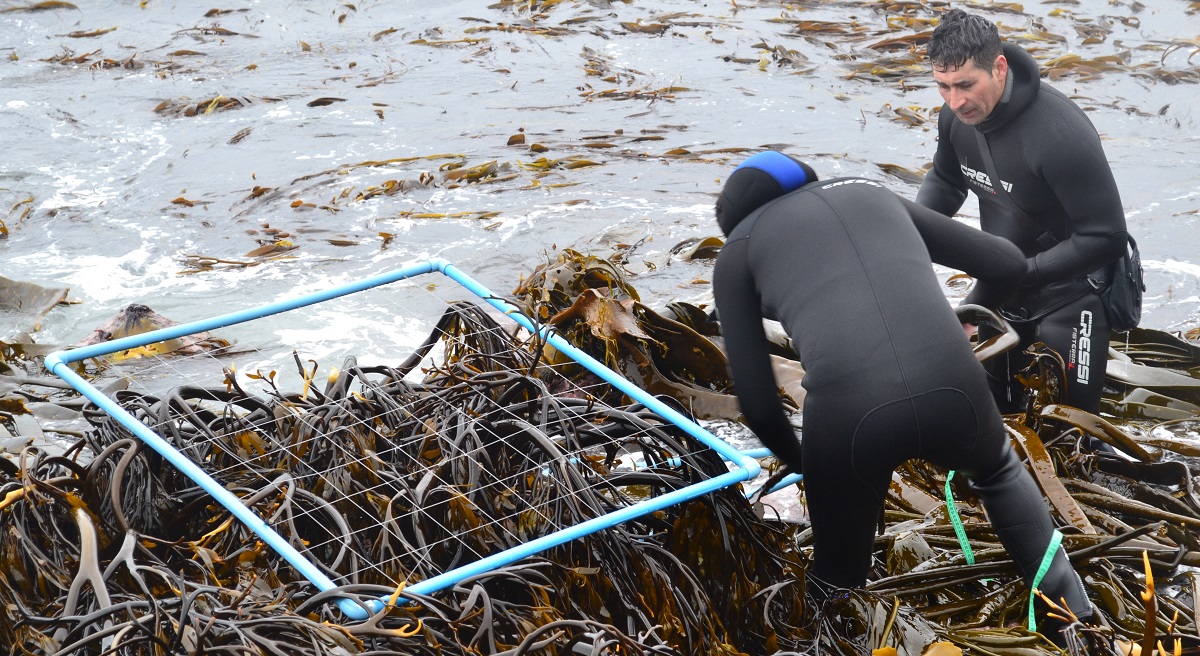Abierta la convocatoria al Curso Internacional PHYCOPAT en Patología de Algas