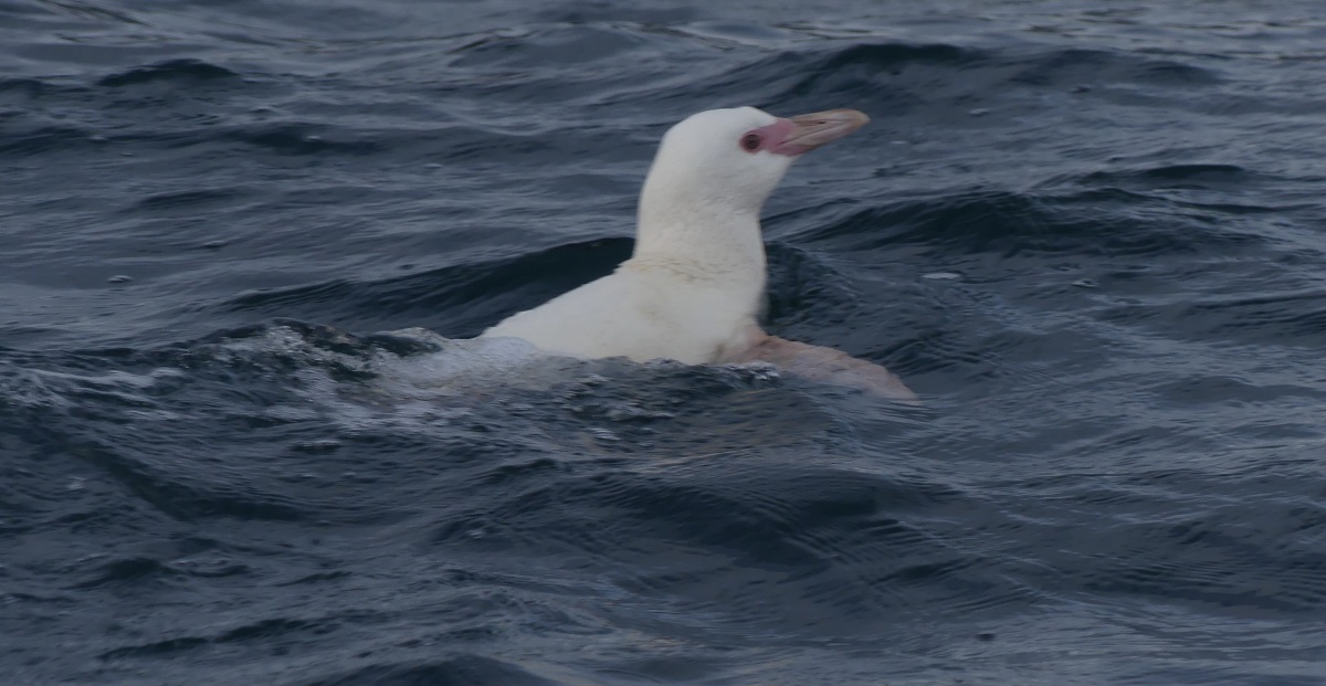 Registran en Biobío el primer pingüino de Humboldt albino reportado en Chile
