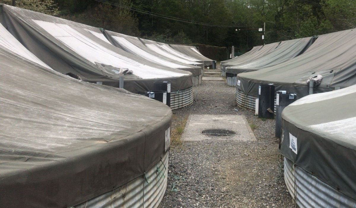 Piscicultura reclama ante Tribunal Ambiental rechazo de su Programa de Cumplimiento