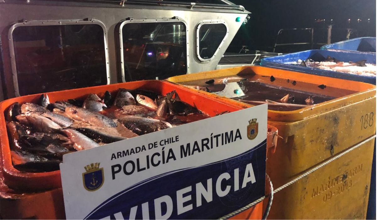 Detienen a imputado por robo y comercialización de salmones en centro de Salmones Antártica