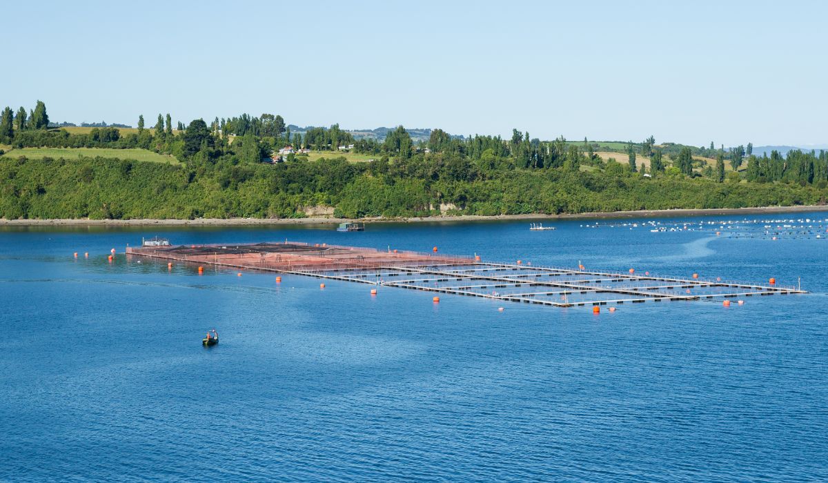 Estudio identifica zonas críticas por presión salmonicultora