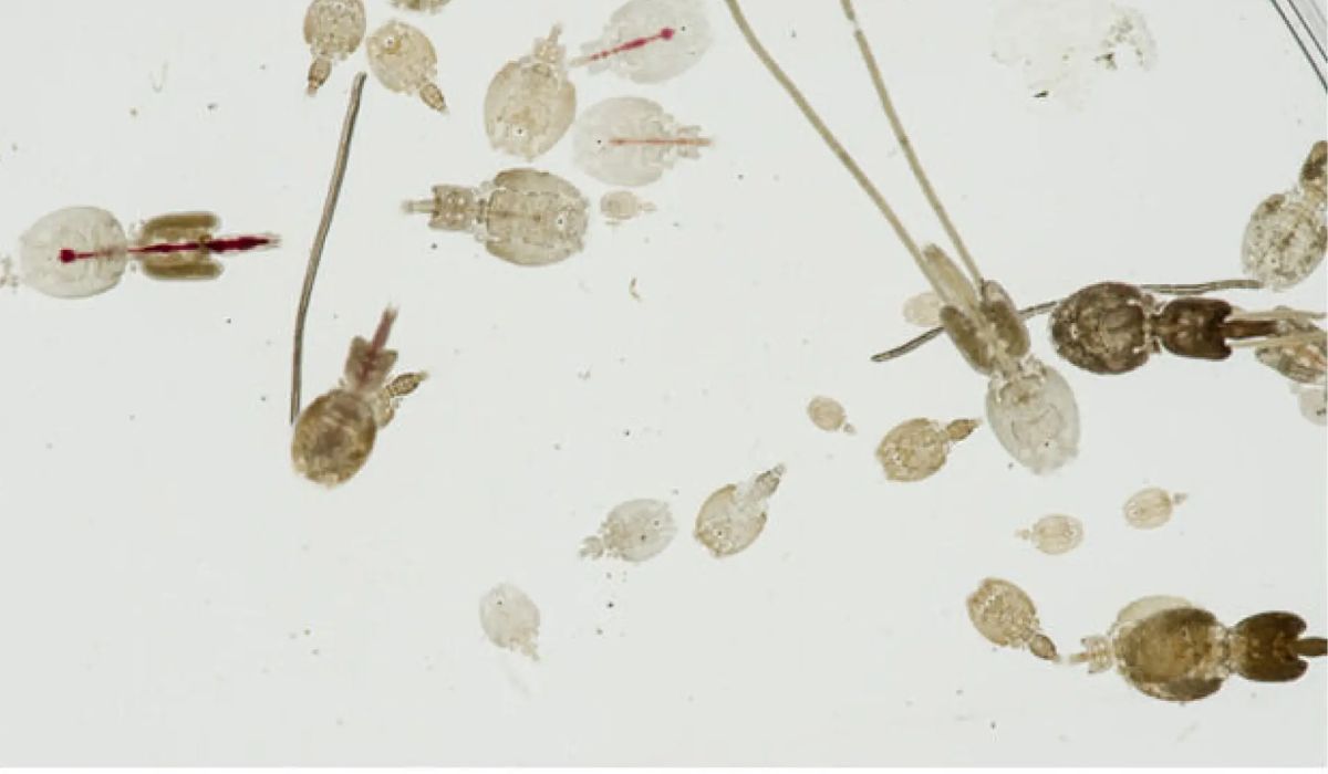 Benchmark Genetics y Nofima lanzan proyecto para fortalecer resistencia al piojo de mar