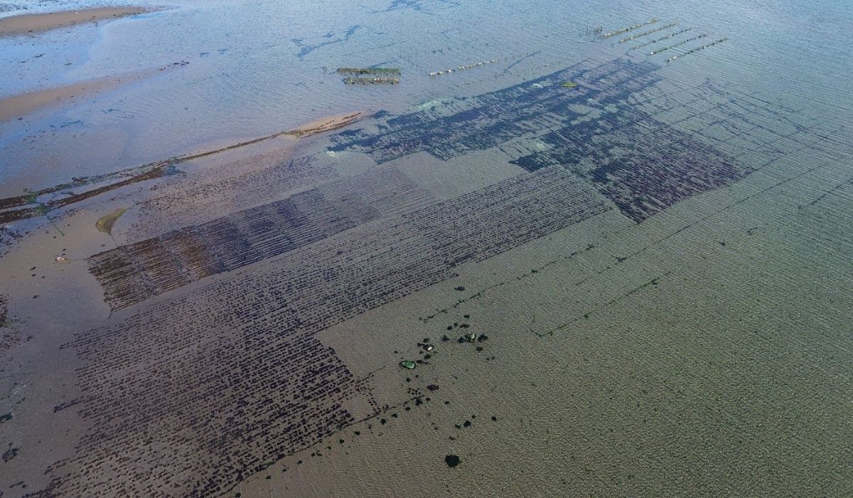 Plataforma regional de Hatch Blue pone en evidencia brechas del cultivo de algas en Chile