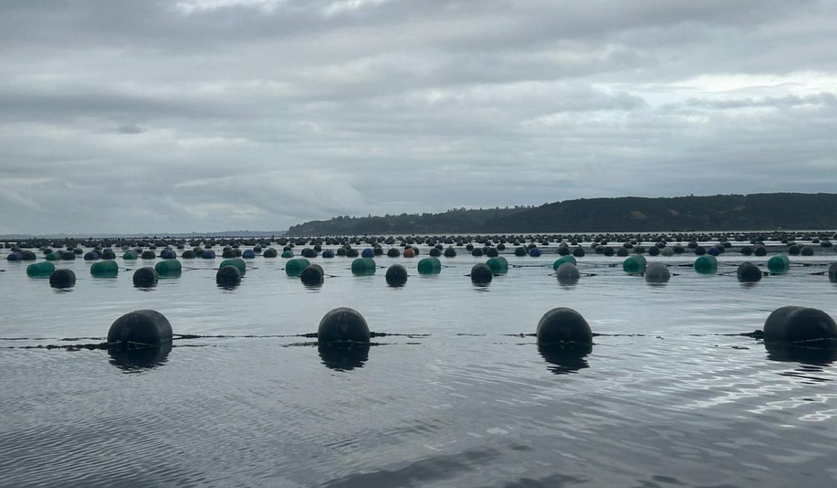 UST, INTEMIT y AmiChile desarrollan plataforma digital para monitorear cultivos de chorito
