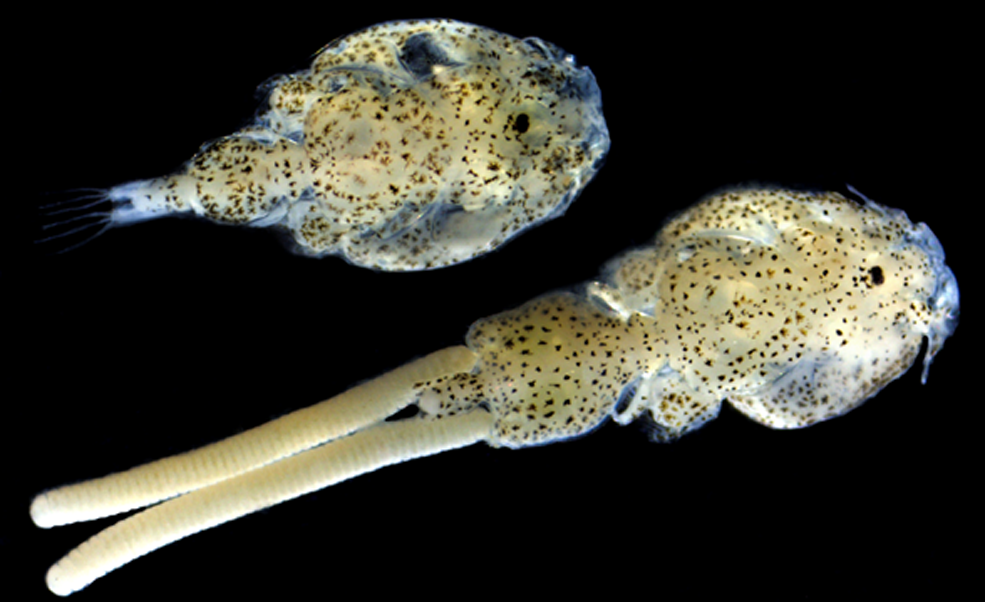 INCAR²: Proyecto EPISex busca descifrar la determinación sexual del Caligus