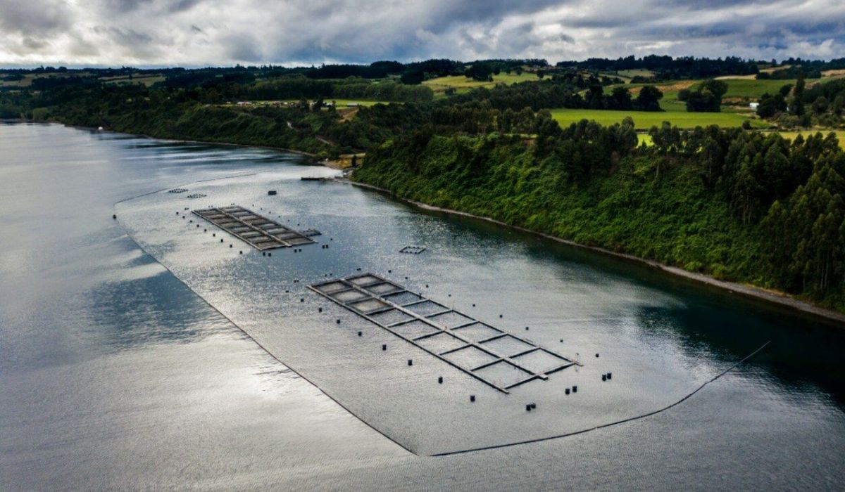 Resultados 2025 de Salmones Camanchaca crecen pese a menores precios