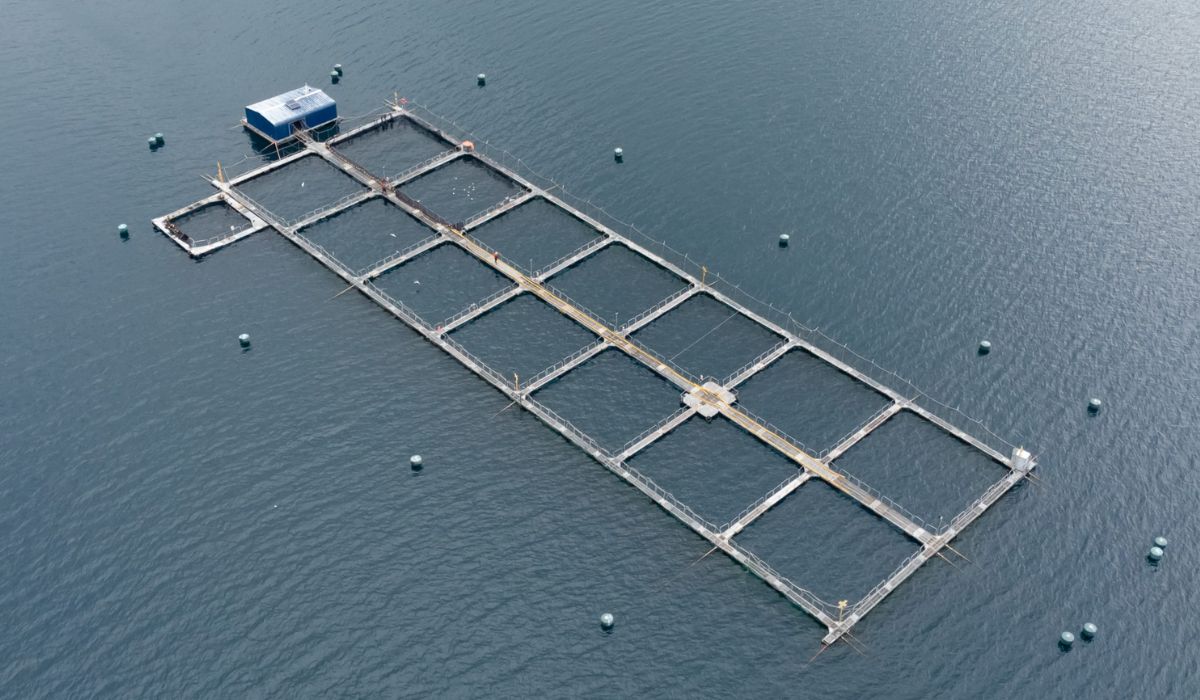 SMA notifica preventivamente a 263 centros de engorda de salmones por seguimiento de producción