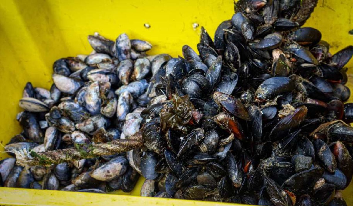 Nanoplásticos de poliestireno generan respuestas moleculares en chorito chileno