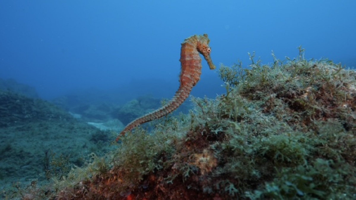 Congreso internacional abordará conservación de caballitos de mar y avances en acuicultura