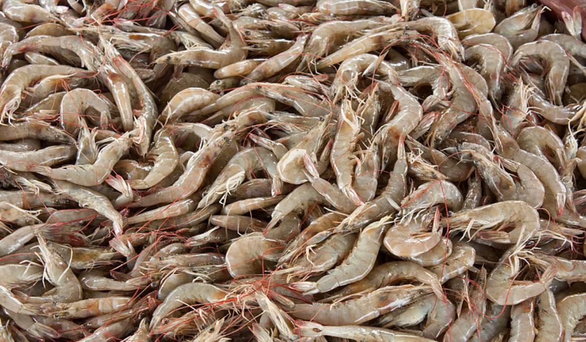 Exportaciones no petroleras de Ecuador baten récord impulsadas por el camarón