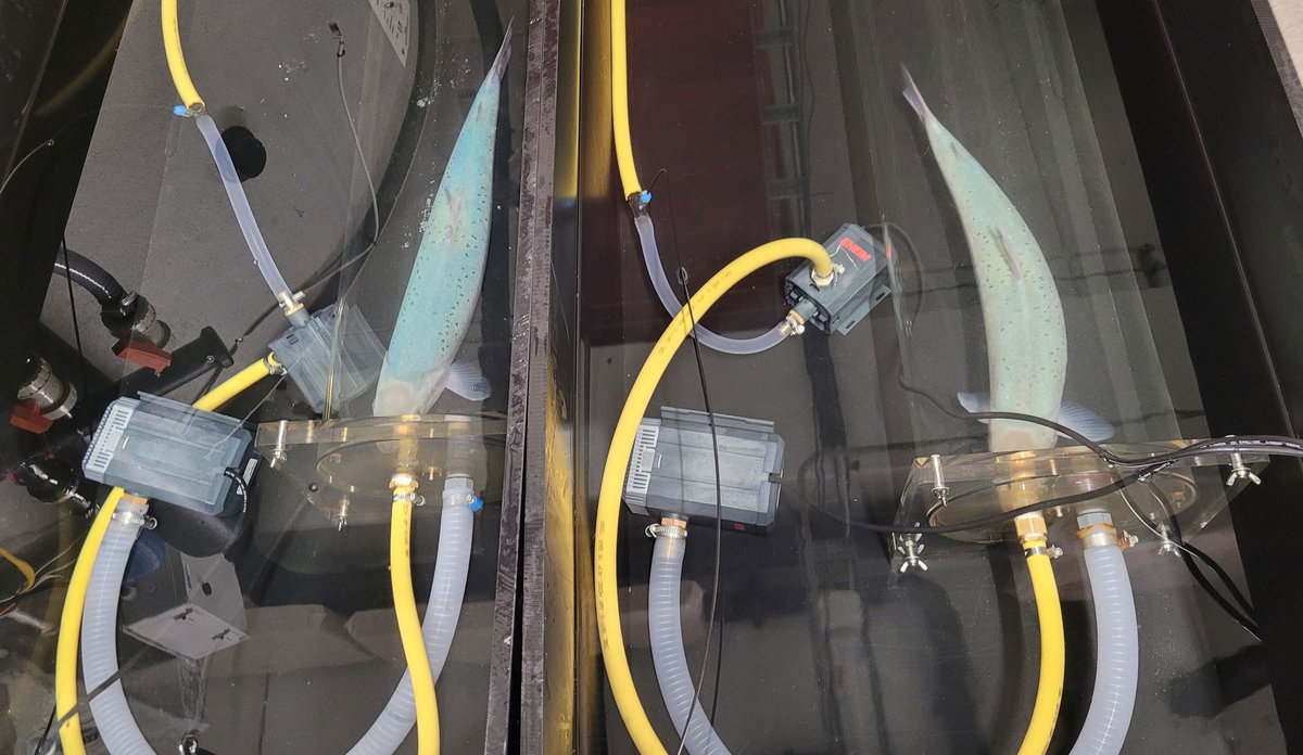 Estudio noruego identifica limitaciones fisiológicas del salmón triploide en cultivo