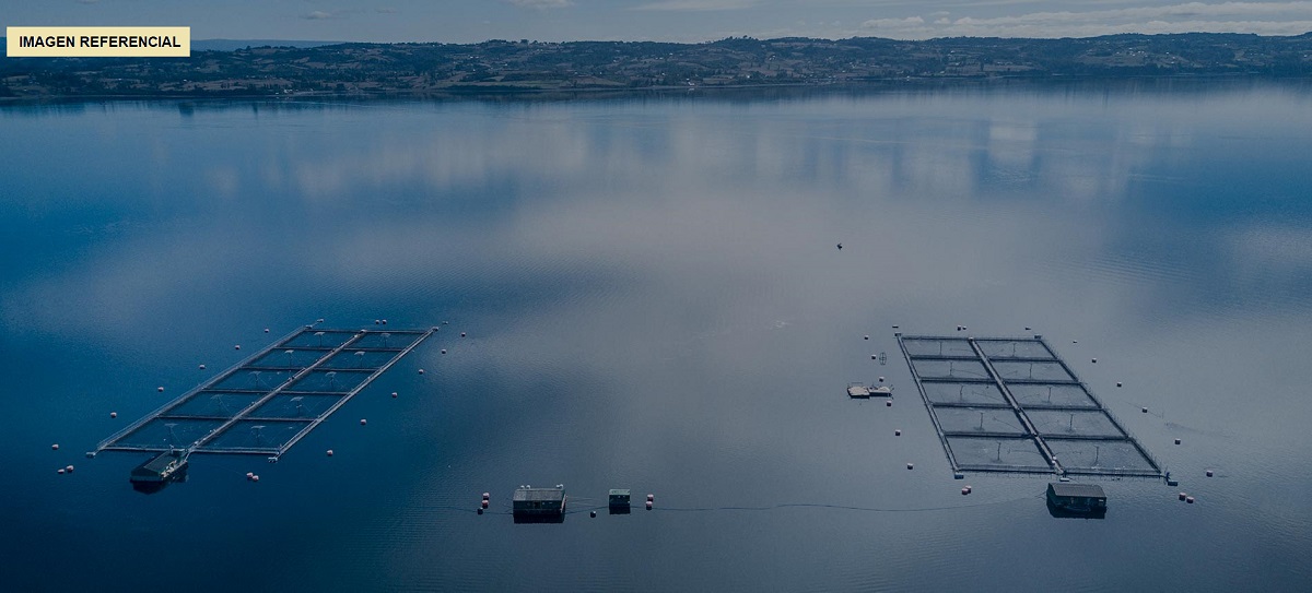 Invermar se refiere a evento de mortalidad registrado en su centro de cultivo Traiguén II