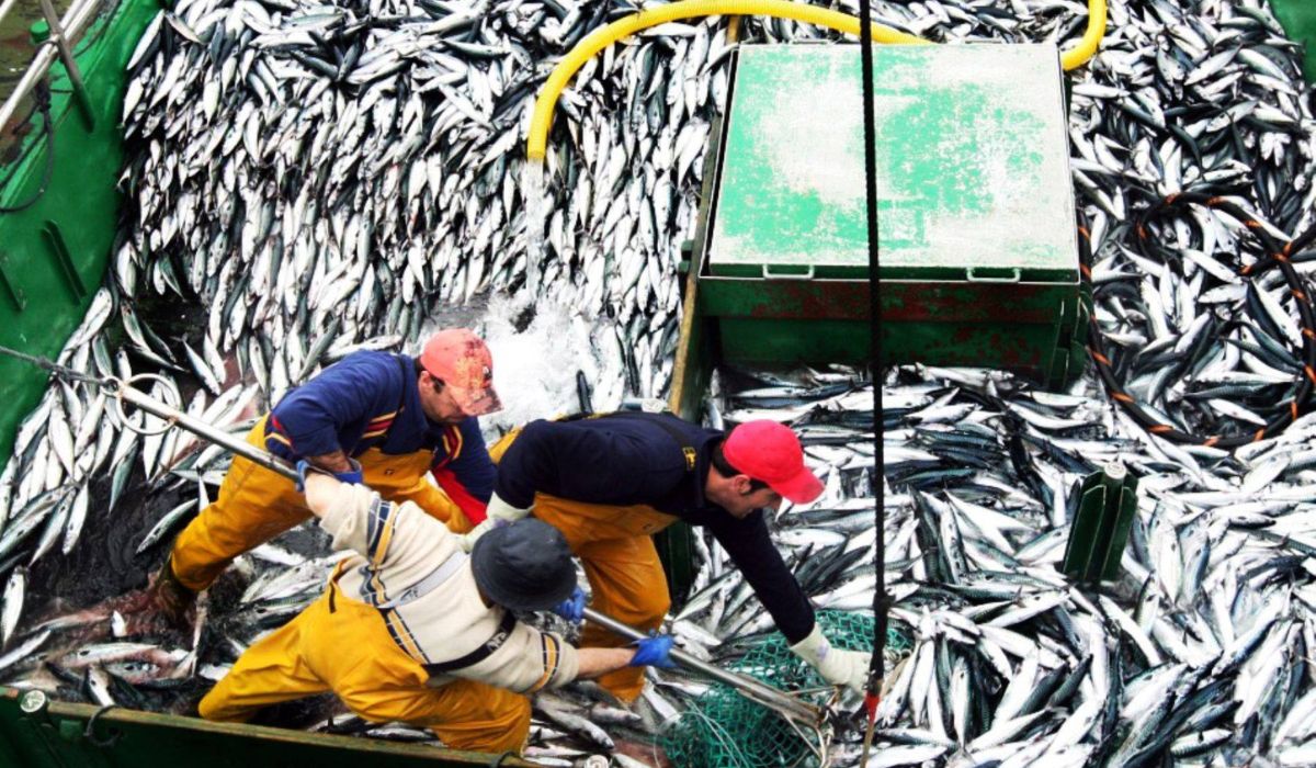 Boom del jurel impulsa alza de 84% en la actividad pesquera del Biobío