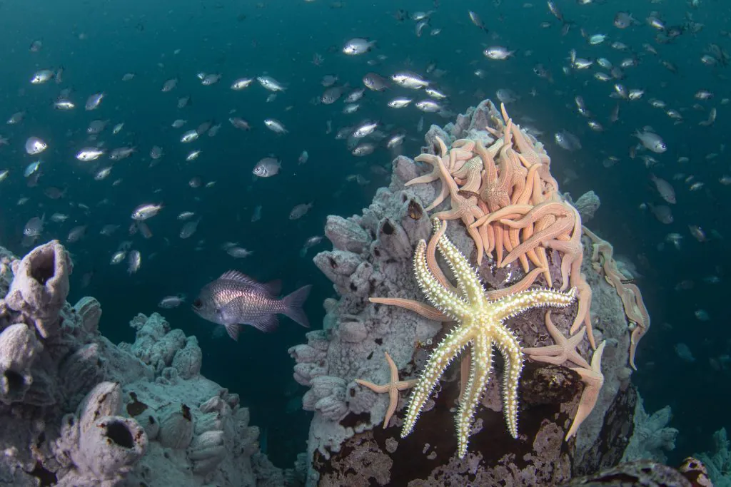 Exposición fotográfica revela la biodiversidad submarina de la Bahía La Herradura