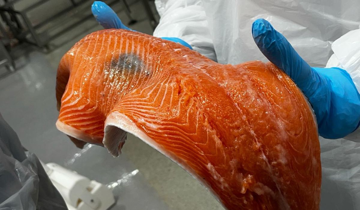 Estudio analiza mecanismos moleculares detrás de la melanosis muscular en salmón Atlántico