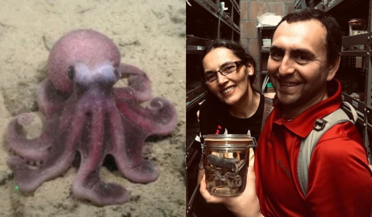 Investigadores chilenos descubren nueva especie de pulpo de aguas profundas