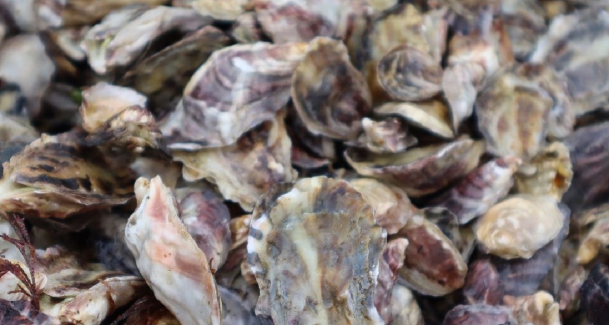 AquaPacífico concreta entrega de más de 60 mil semillas de ostra japonesa a organización acuícola en Tongoy