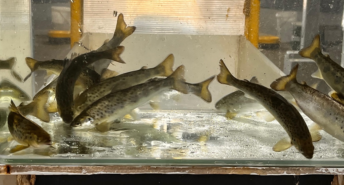 Integrando agricultura y acuicultura: PTEC-INVA apunta al escalamiento productivo en 2026