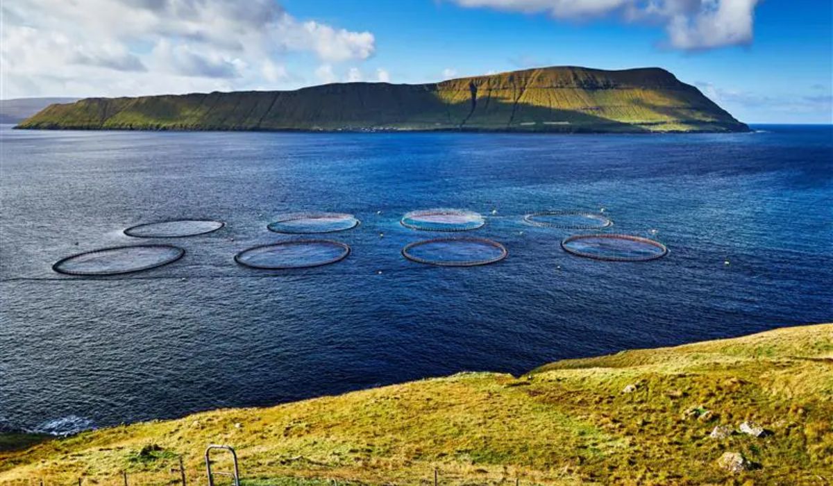 RaboResearch: Pese a tensiones geopolíticas, hay optimismo en los mercados de productos del mar