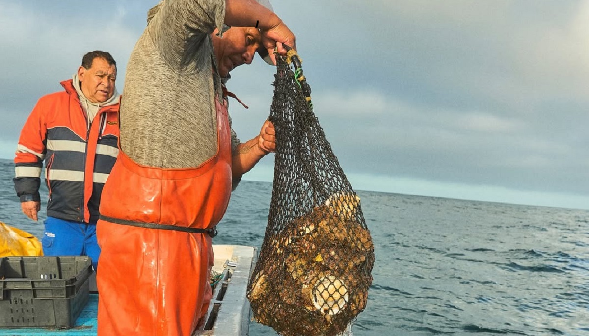 Prensa internacional resalta proyecto gastronómico que vínculo entre cocina y pesca artesanal chilena