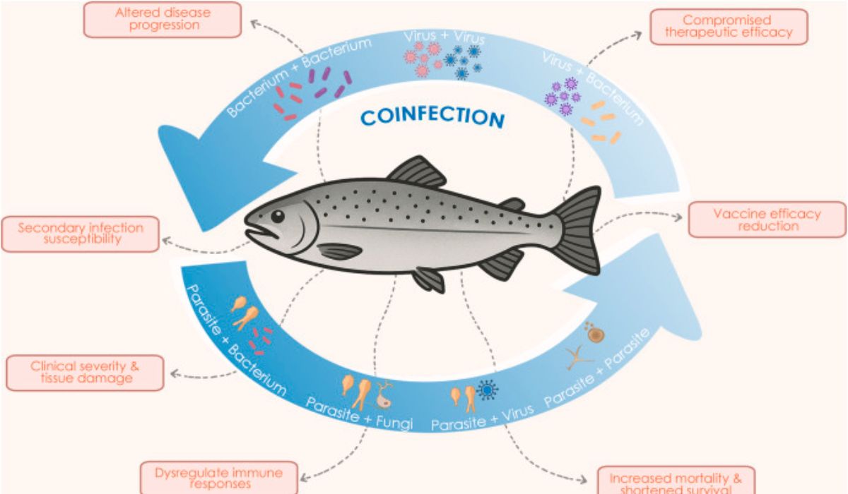 Revisión científica aborda la complejidad de las coinfecciones en salmónidos