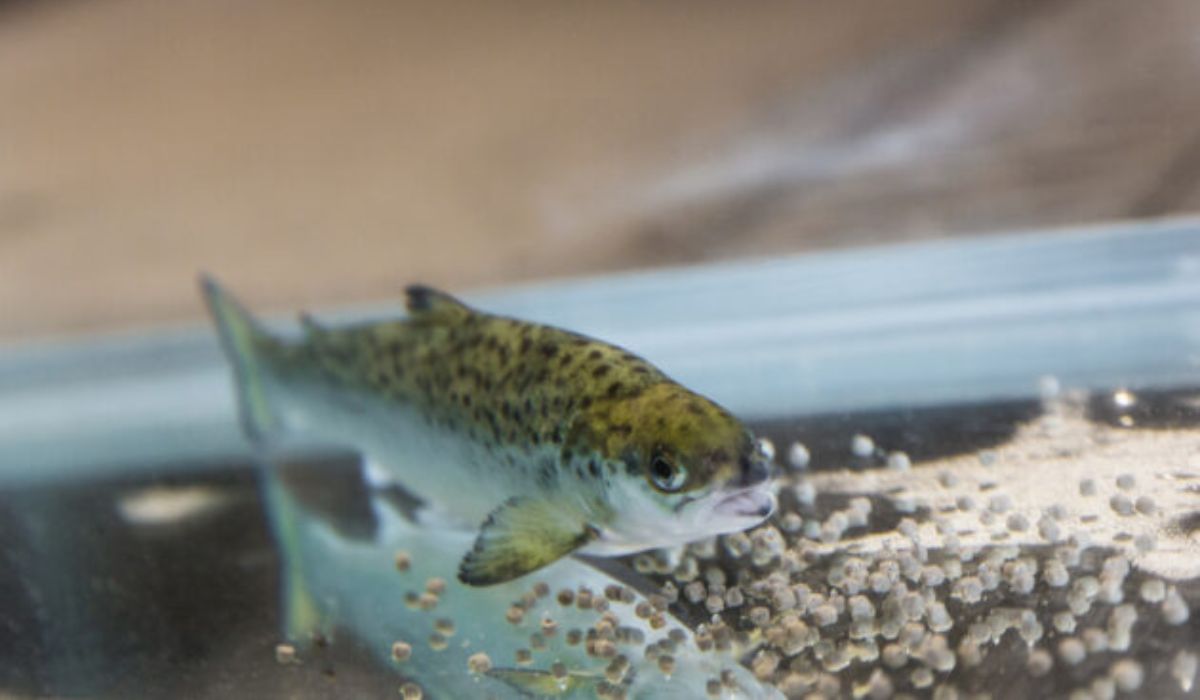 Proponen nuevo método para incorporar zinc en el alimento que mejora su absorción