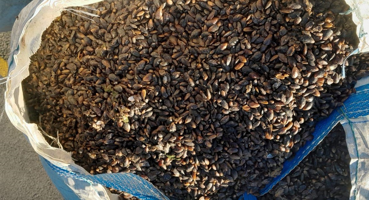 Sernapesca incauta más de 8 toneladas de recursos del mar de origen ilegal en Los Lagos