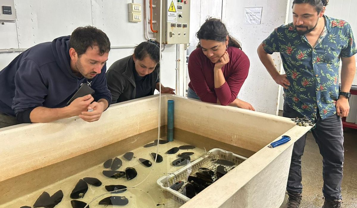 IFOP refuerza el plan de repoblamiento del choro zapato en el río Huellelhue