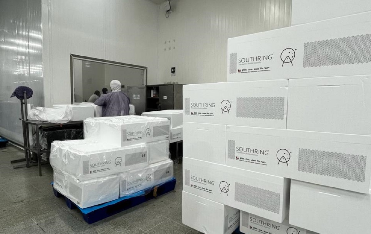 INE Los Lagos: exportaciones de salmón suben 11,8% en comparación interanual enero 2025/2026