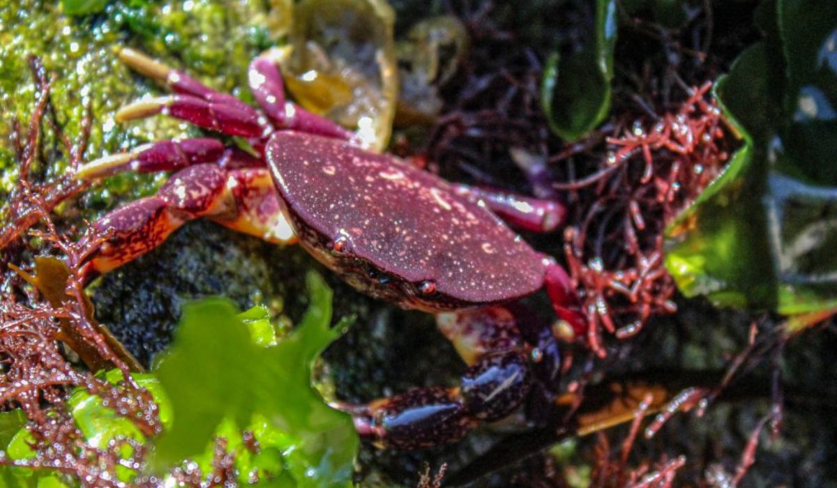 Sugieren fortalecer manejo de la jaiba mora tras descubrir baja diversidad genética