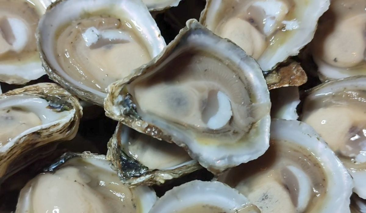 INCAR presenta Policy Brief sobre ostras para diversificar la acuicultura