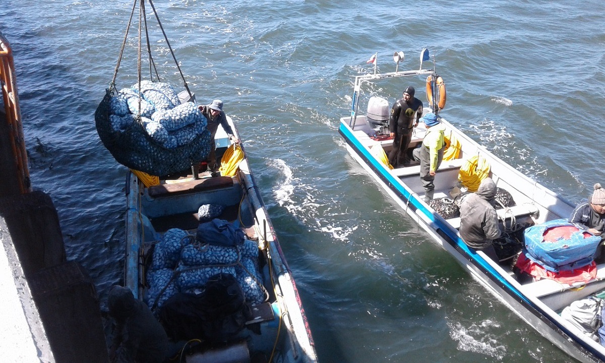 Desarrollo y sostenibilidad: Plan de Manejo del Golfo de Arauco cumple 10 años