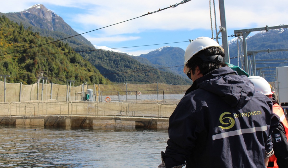 Sernapesca implementa acciones preventivas en concesiones de salmónidos ante floración algal registrada en seno del Reloncaví
