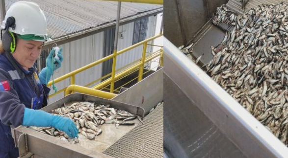 Comenzó la temporada de captura de sardina común y anchoveta en las regiones del Ñuble y Biobío