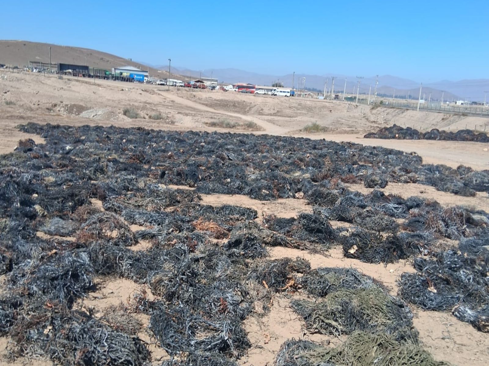 Incautan 77,5 toneladas de huiro negro en fiscalizaciones a plantas de la provincia del Huasco