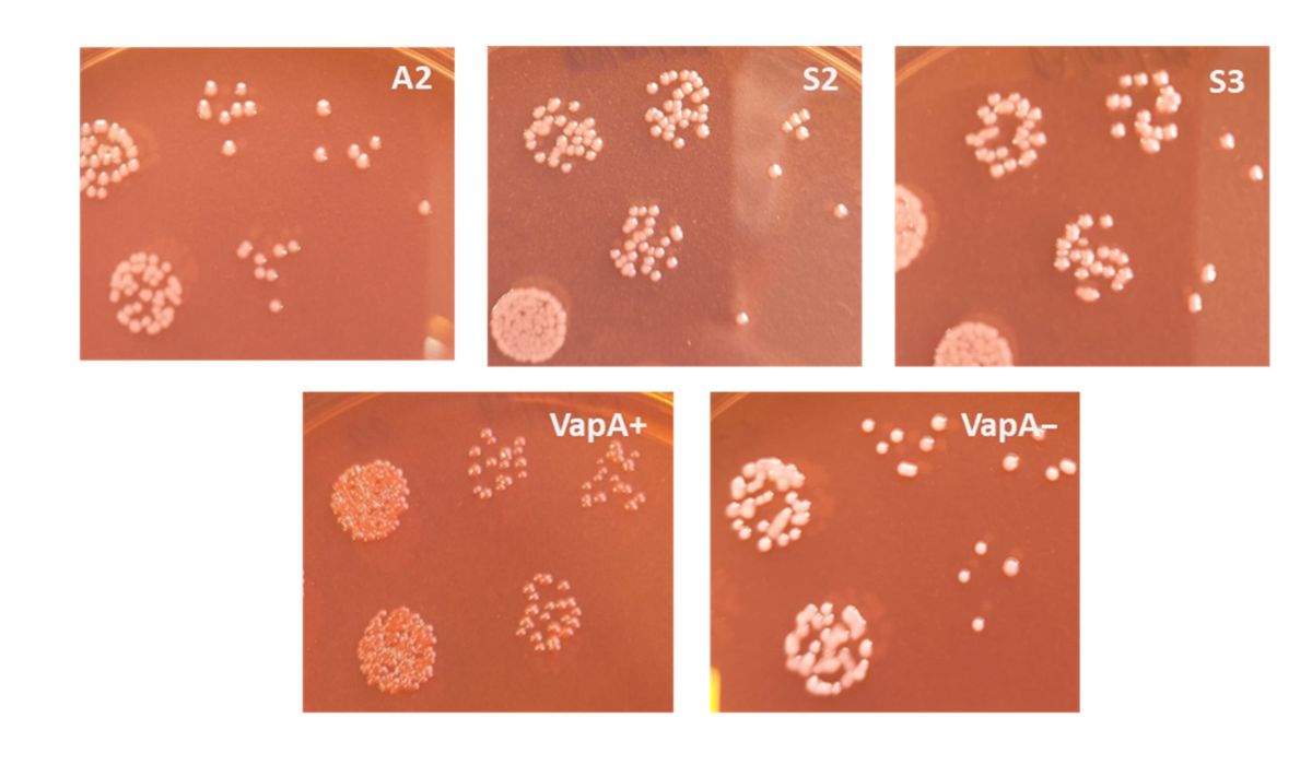 Estudio reporta por primera vez en Chile presencia de Aeromonas piscicola en salmón Atlántico