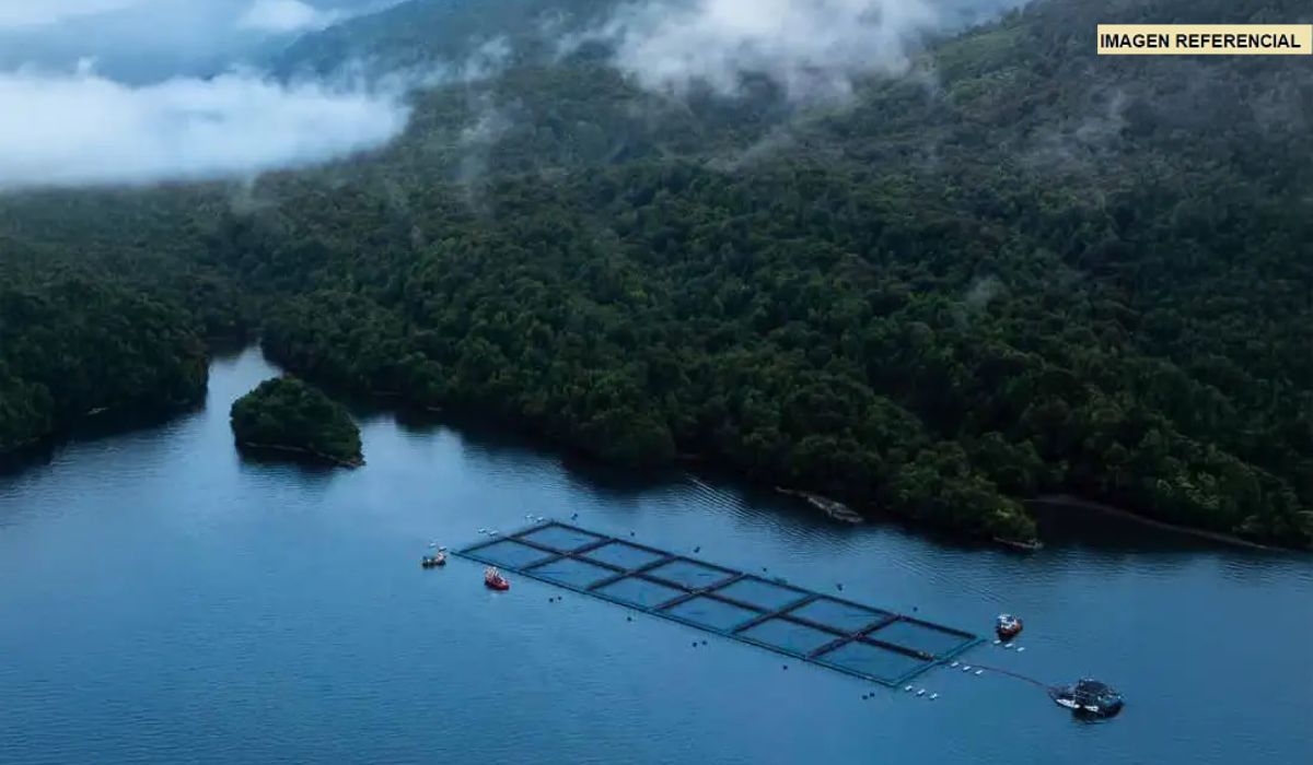 Corte rechaza reclamo de AquaChile y ratifica entrega de antecedentes por concesiones