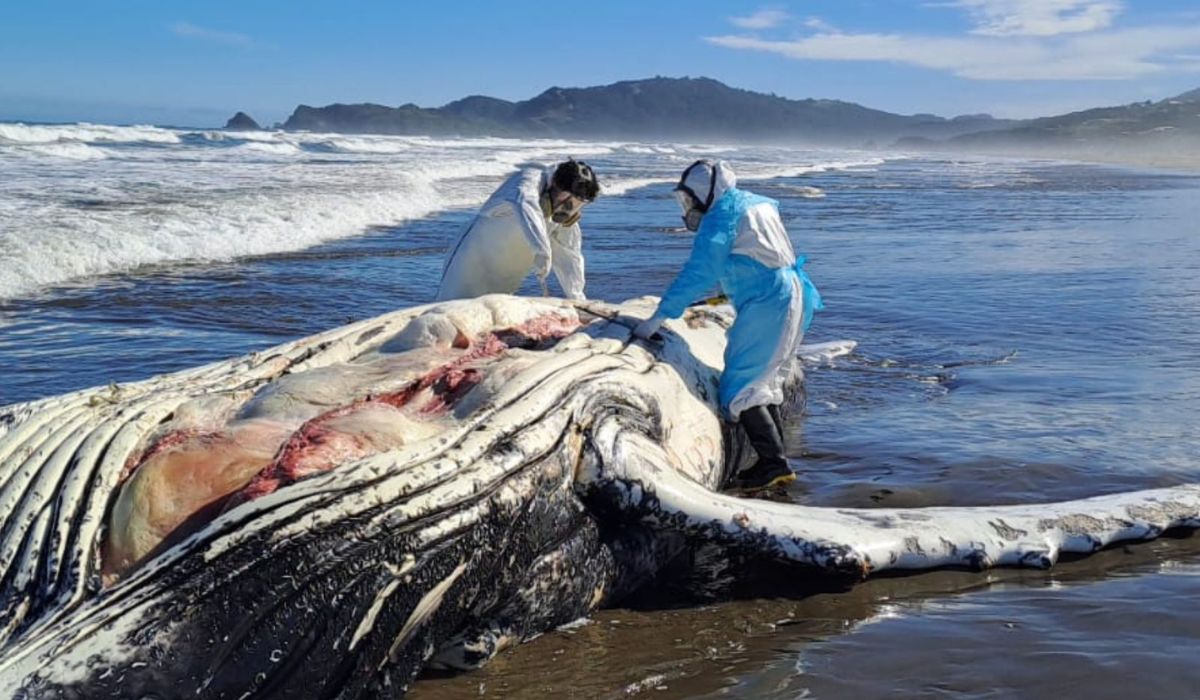 Sernapesca prepara denuncia por muerte de ballena en Chiloé