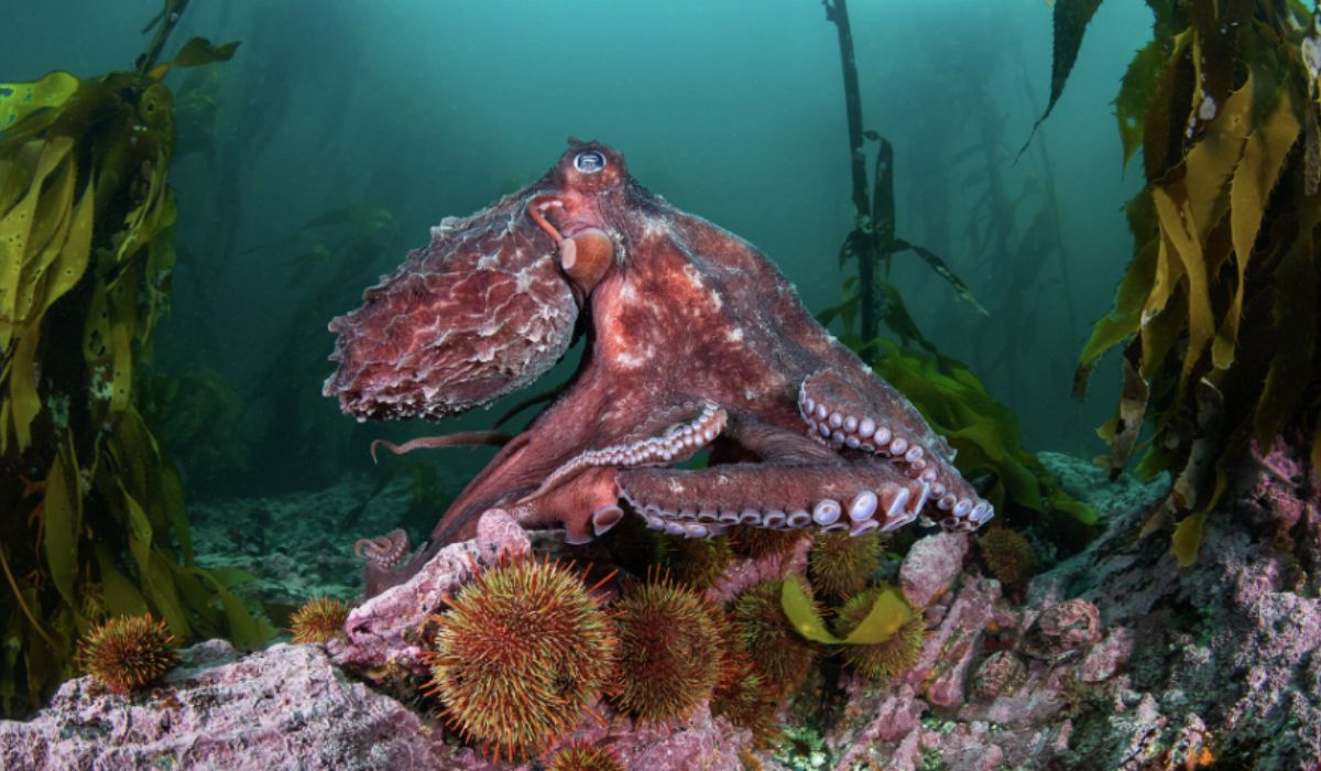Inédita investigación está caracterizando los inexplorados bosques submarinos del sur de Chile