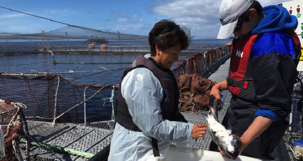 Dra. Sandra Bravo: La evolución de la  Salmonicultura en Chile