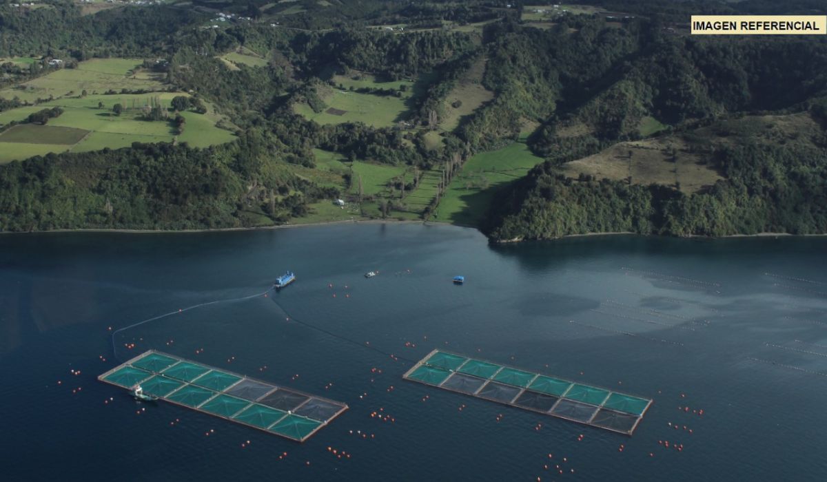 ¿Cómo enfrenta la salmonicultura chilena las FAN y bajas de oxígeno?