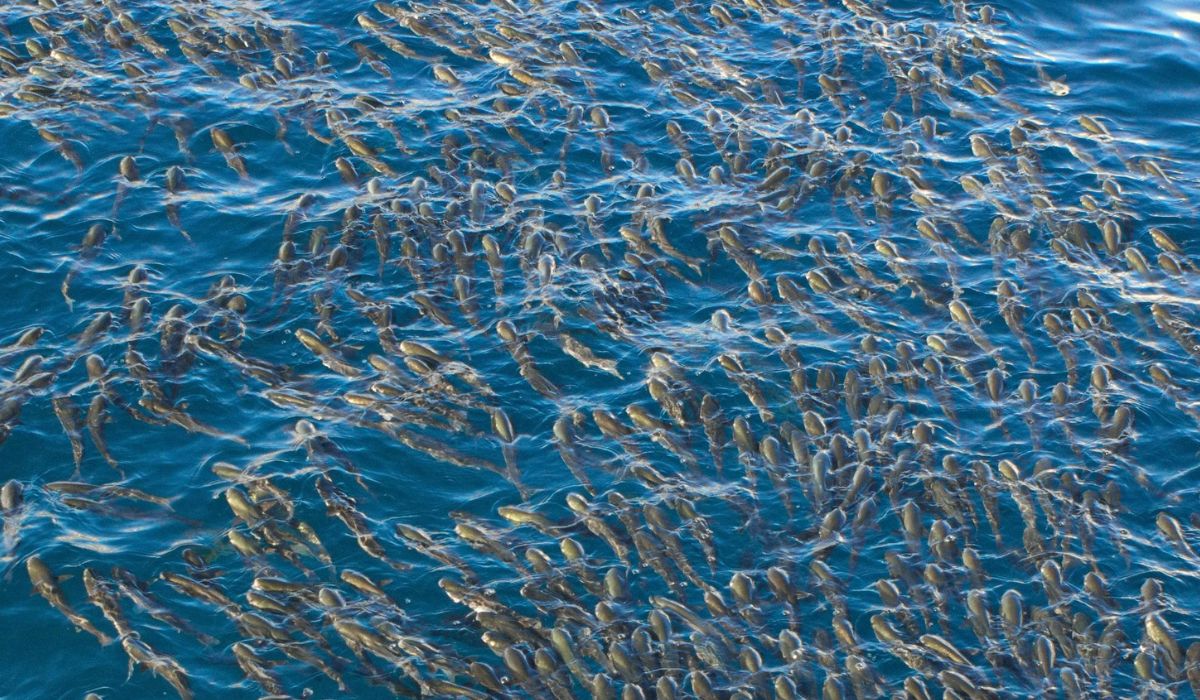 Equipo Favet crea test rápido que revela el sexo del salmón coho